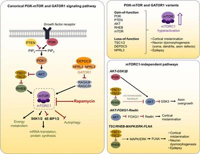 Convergent and Divergent Mechanisms of Epileptogenesis in mTORopathies